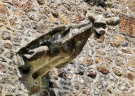 roundwalk a sainte honorine la guillaume (orne) 2009 - La Joasiere Manor detail