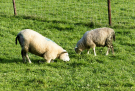 the marshes of botshol 2018 - sheep