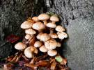 mushrooms / toadstools on the Den Treek estate - schubbige bundelzwam