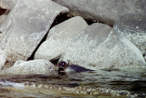 shetland 1989 - seal-at-moussa