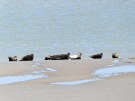 france 2022 pointe du hourdel seals 1