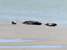 france 2022 pointe du hourdel seals 2