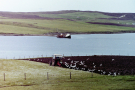 shetland-1989-west-mainland