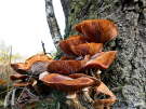 mushrooms / toadstools on the Den Treek estate - sombere honingzwam