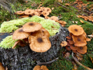mushrooms / toadstools on the Den Treek estate - sombere honingzwam