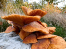 mushrooms / toadstools on the Den Treek estate - sombere honingzwam