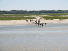 crossing somme bay on foot (3)