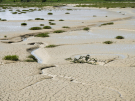 mudflats in somme bay