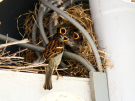 sparrows nest 1