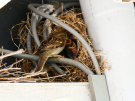 sparrows nest 2