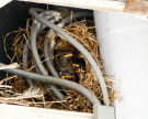sparrows nest 3