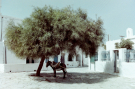 milos 1988 - trips on and around milos - square on kimolos with a donkey seeking shelter under an olive tree