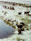 milos 1988 - trips on and around milos - goats at one of the scarce pools