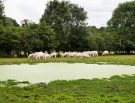 thierache - a walk around ohis - cows in front of the old washing place