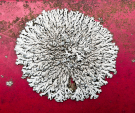 thierache - a walk around ohis - lichen on red metal