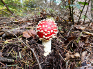 mushrooms / toadstools on the Den Treek estate - vliegenzwam