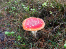 mushrooms / toadstools on the Den Treek estate - vliegenzwam