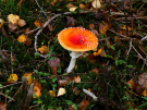 mushrooms / toadstools on the Den Treek estate - vliegenzwam
