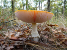 mushrooms / toadstools on the Den Treek estate - vliegenzwam