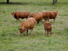 voie-verte-briouze-to-bagnoles-14-friendly-red-cows
