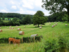 voie-verte-briouze-to-bagnoles-15-friendly-red-cows-with-hay-rolls