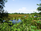 voie-verte-briouze-to-bagnoles-6-marais-du-grand-hazé