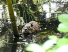 voie-verte-briouze-to-bagnoles-8-young-nutria-or-coypu