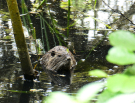 voie-verte-briouze-to-bagnoles-9-young-coypu-or-nutria
