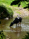 voie-verte-domfront-flers-15-cow-drinking-from-the-varenne