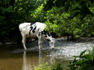 voie-verte-domfront-flers-16-cow-daydreaming-in-the-varenne