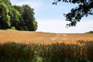 voie-verte-domfront-flers-17-corn-field-glory