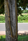 voie-verte-la-fouqueliere-to-bellou-sur-huisne-12-tree-at-manoir-de-la-moussetiere