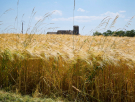 voie-verte-la-fouqueliere-to-bellou-sur-huisne-13-wheat-and-its-future