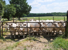 voie-verte-la-fouqueliere-to-bellou-sur-huisne-17-inquisitive-cows