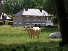 A walk around Royon 10 - Friendly cows