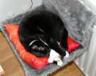 wiezel - in her hanging basket