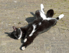 wiezel - enjoying the sun