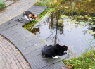wiezel - with kimmie at the pond