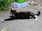 wiezel - flat out in the summer heat
