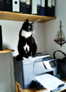 wiezel - on the printer