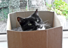wiezel - oops in a box