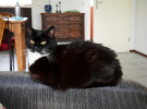 wiezel - on the armrest of the sofa