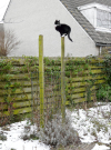 wiezel - on top of a pole
