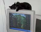 wiezel - satisfied with a crt