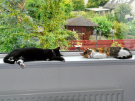 wiezel - with kimmie on the windowsill