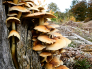 mushrooms / toadstools on the Den Treek estate - zwavelkopjes