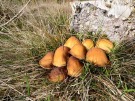 mushrooms / toadstools on the Den Treek estate - zwavelkopjes