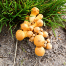 mushrooms / toadstools on the Den Treek estate - zwavelkopjes