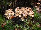 mushrooms / toadstools on the Den Treek estate - zwavelkopjes