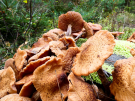 mushrooms / toadstools on the Den Treek estate - sombere honingzwam